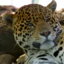 ajaxthejaguar