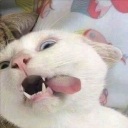 avatar Kat