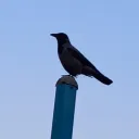 zenonofsporada