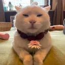 leeskie