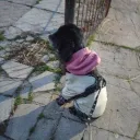 minifreak_