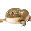 kazoflyfrog