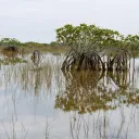 laimana11