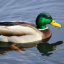 captn_duck