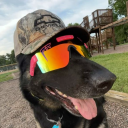 avatar hound