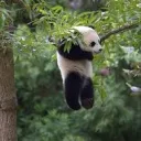 panda_killer64