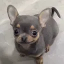 vylok