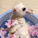 avatar ene mini void