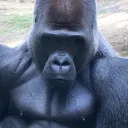 ashyman6246