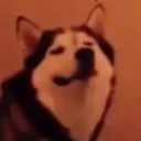 thatbryceski