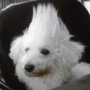 rivallo_ avatar