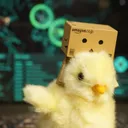 secchick