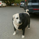 avatar ตัวแรงแซงหมด