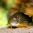 lbljz2002471's Avatar