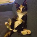 kiralina