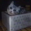 nekrotafeyo