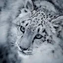 indowo
