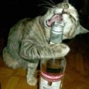 vodkapolishwarrior