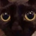 stirfriedshrimpy
