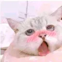 fdnbgonds