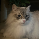 avatar Chicken wings