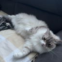 avatar Chicken wings