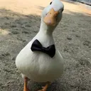 godlikeducky