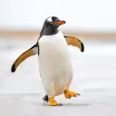 haha004482