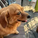 dora.explor