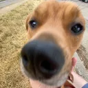 beppythemilk