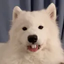 himoncho
