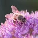 brightfaebug
