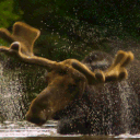 mastermoose