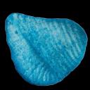 TheBlueChips