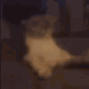 zaxongpt
