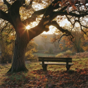 avatar Shy (OrbitalSigma)