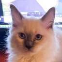 silkishmilk