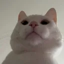 lovai01