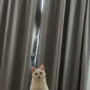 lovai01