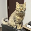 neekmon