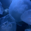 rotedisciplines's Avatar