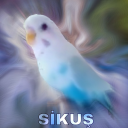 Sikuş