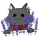 lavender_spice