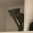 m4rck5