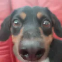 bubuog