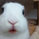 pipzul