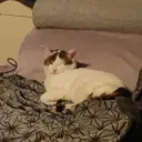 pommoluke