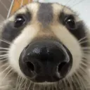 Un mapache solitario