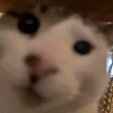 lncn_dev