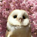 owlhari